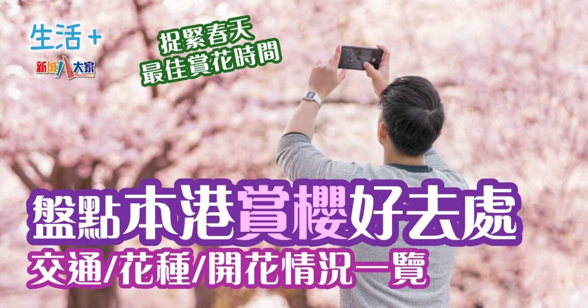2025香港賞櫻好去處 交通方法+開花品種+開花情況一覽