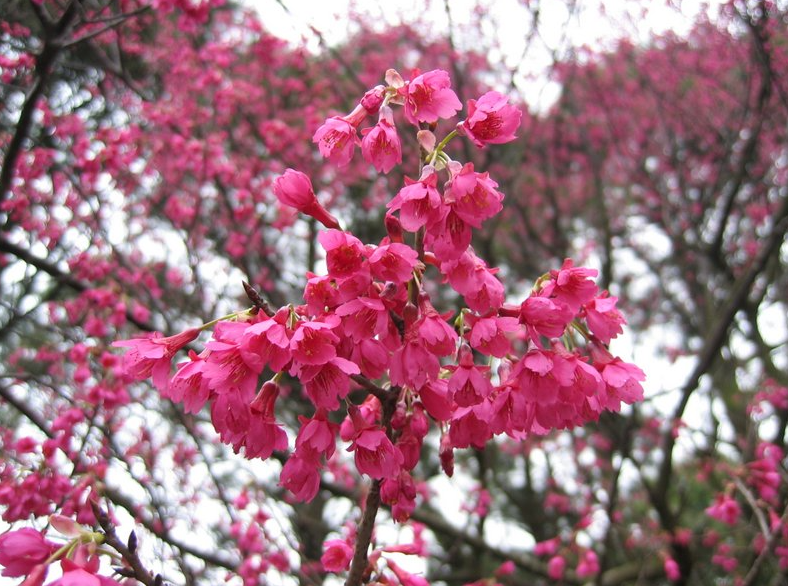 香港賞櫻-賞櫻-櫻花-
