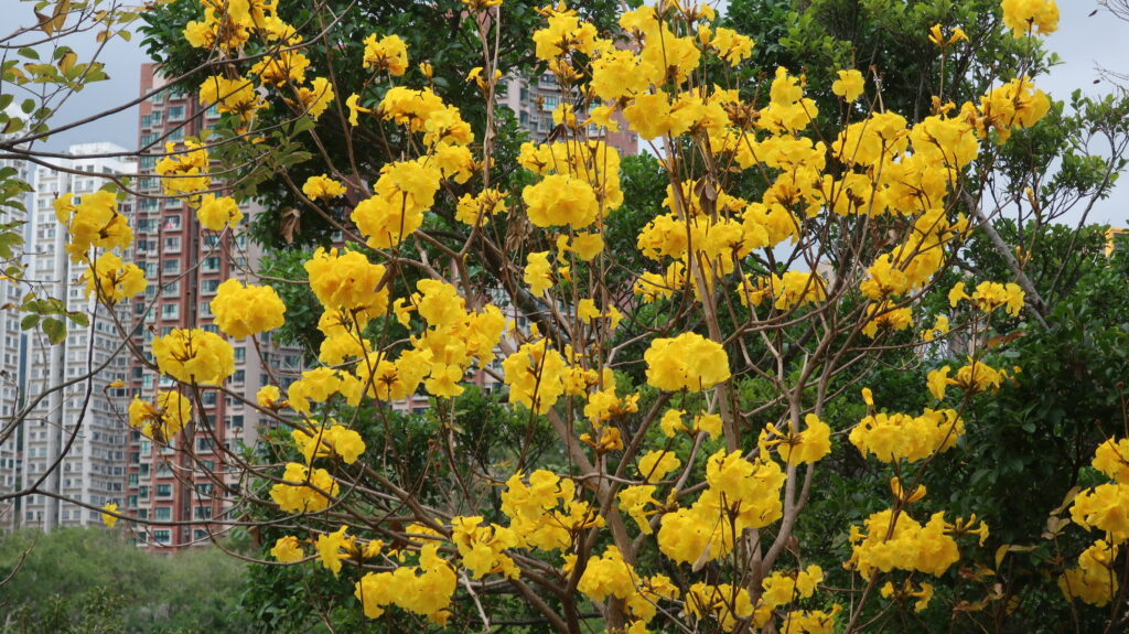 2024香港賞花-風鈴木-黃花風鈴木-紫花風鈴木