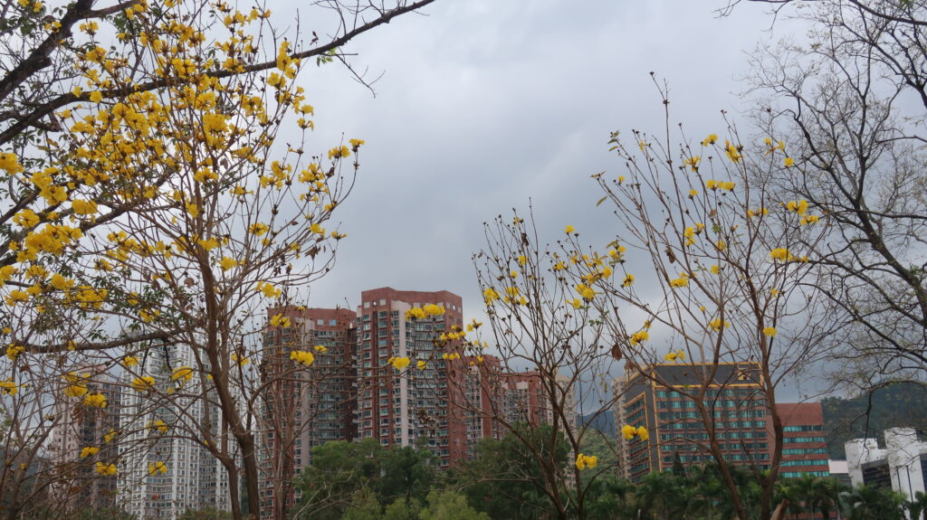 2024香港賞花-風鈴木-黃花風鈴木-紫花風鈴木