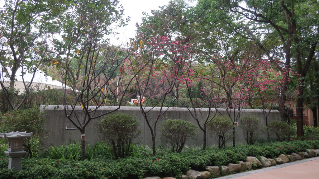 香港賞櫻-賞櫻-櫻花-