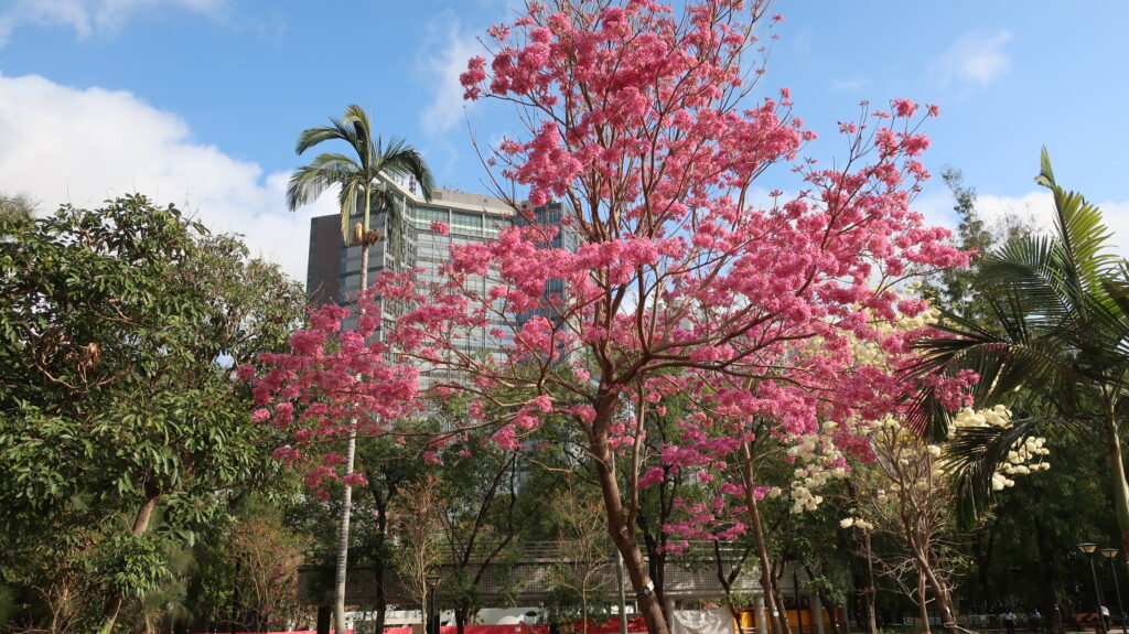 2024香港賞花-風鈴木-黃花風鈴木-紫花風鈴木