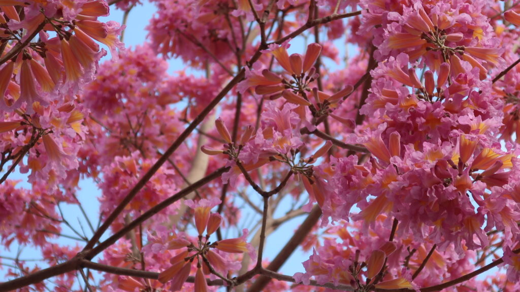 2024香港賞花-風鈴木-黃花風鈴木-紫花風鈴木