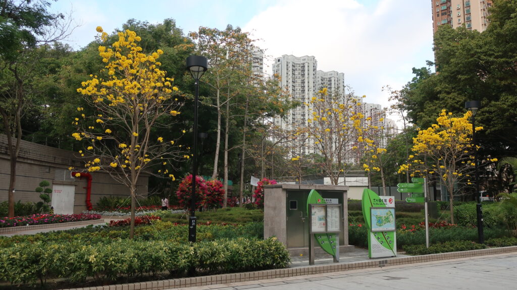 2024香港賞花-風鈴木-黃花風鈴木-紫花風鈴木