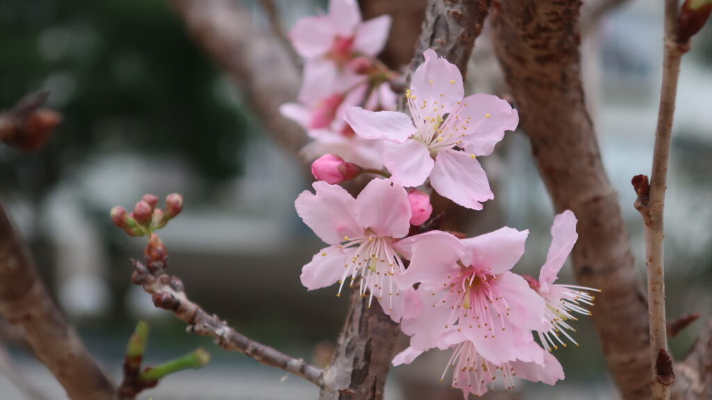 香港賞櫻-賞櫻-櫻花-