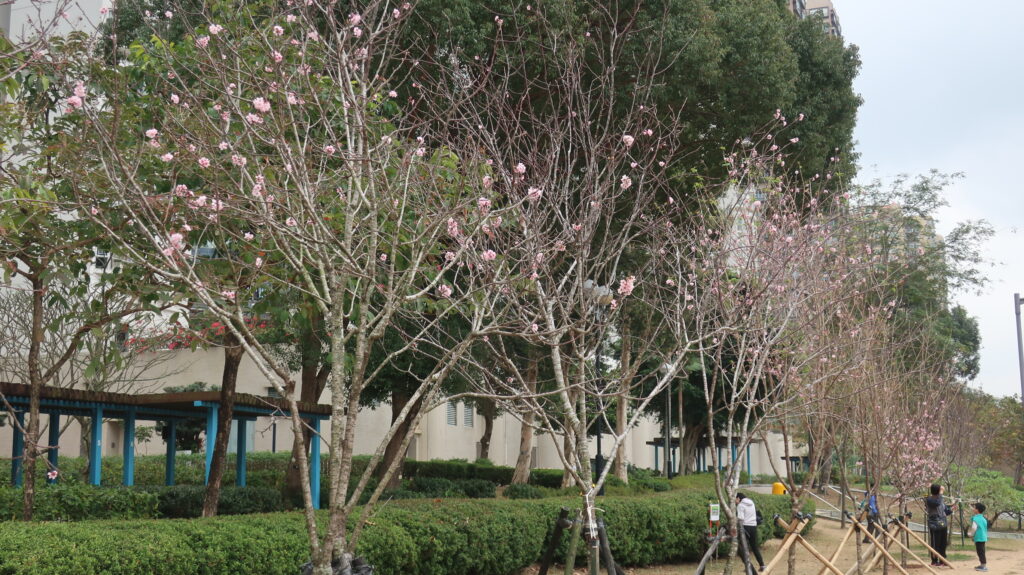 香港賞櫻-賞櫻-櫻花-