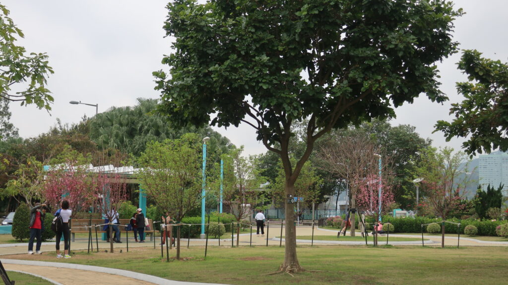 香港賞櫻-賞櫻-櫻花-