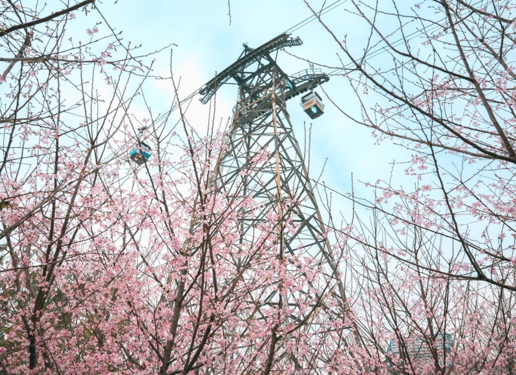 香港賞櫻-賞櫻-櫻花-