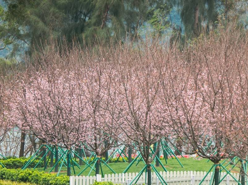 香港賞櫻-賞櫻-櫻花-
