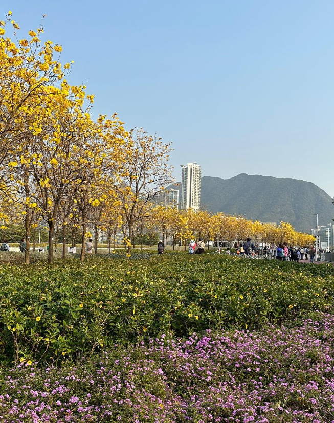 2024香港賞花-風鈴木-黃花風鈴木-紫花風鈴木