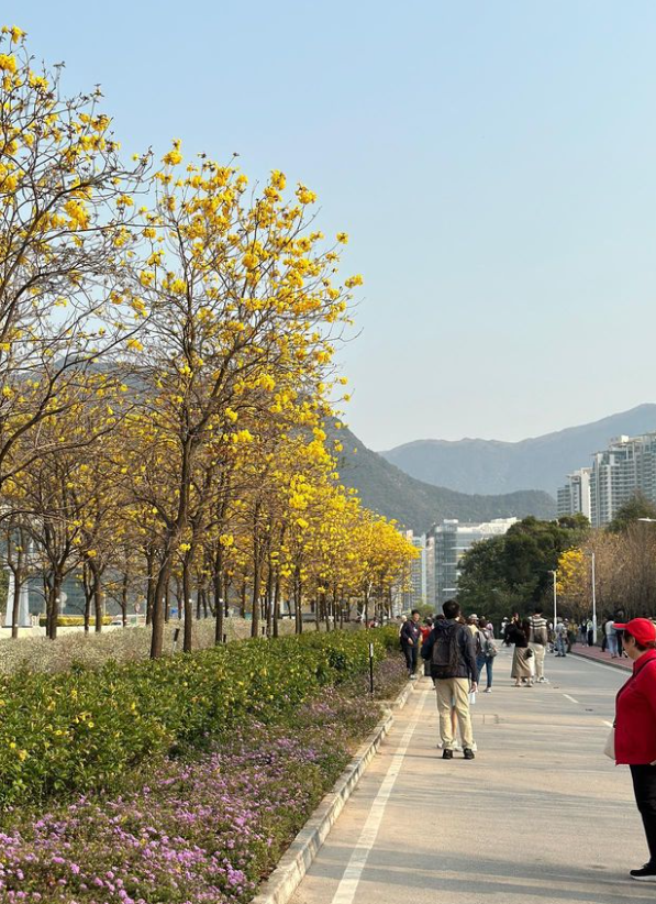 2024香港賞花-風鈴木-黃花風鈴木-紫花風鈴木