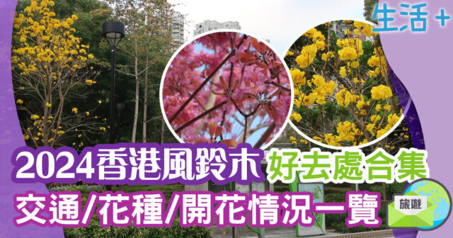 2024香港賞花-風鈴木-黃花風鈴木-紫花風鈴木