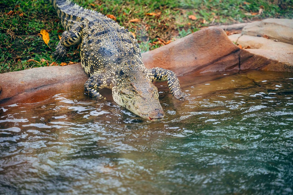 海洋公園-百香果-鱷魚-好去處-生活2