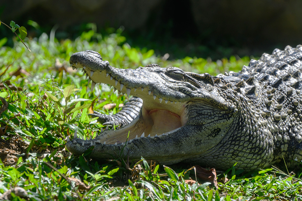 海洋公園-百香果-鱷魚-好去處-生活3