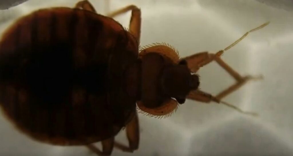 生活-旅遊-床蝨