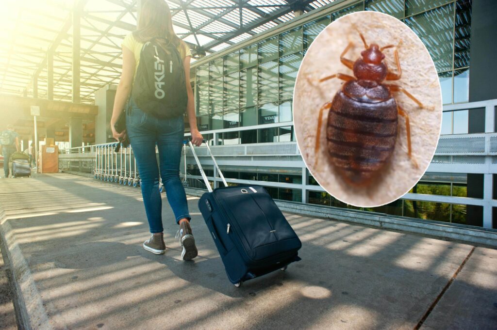 生活-旅遊-床蝨