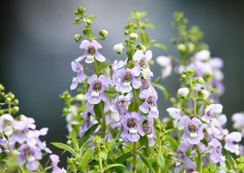 花展-懶人包-維園-比賽3