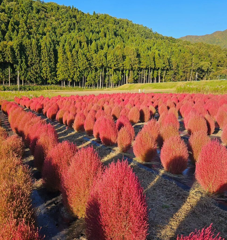 日本打卡-日本景點-東京-澀谷