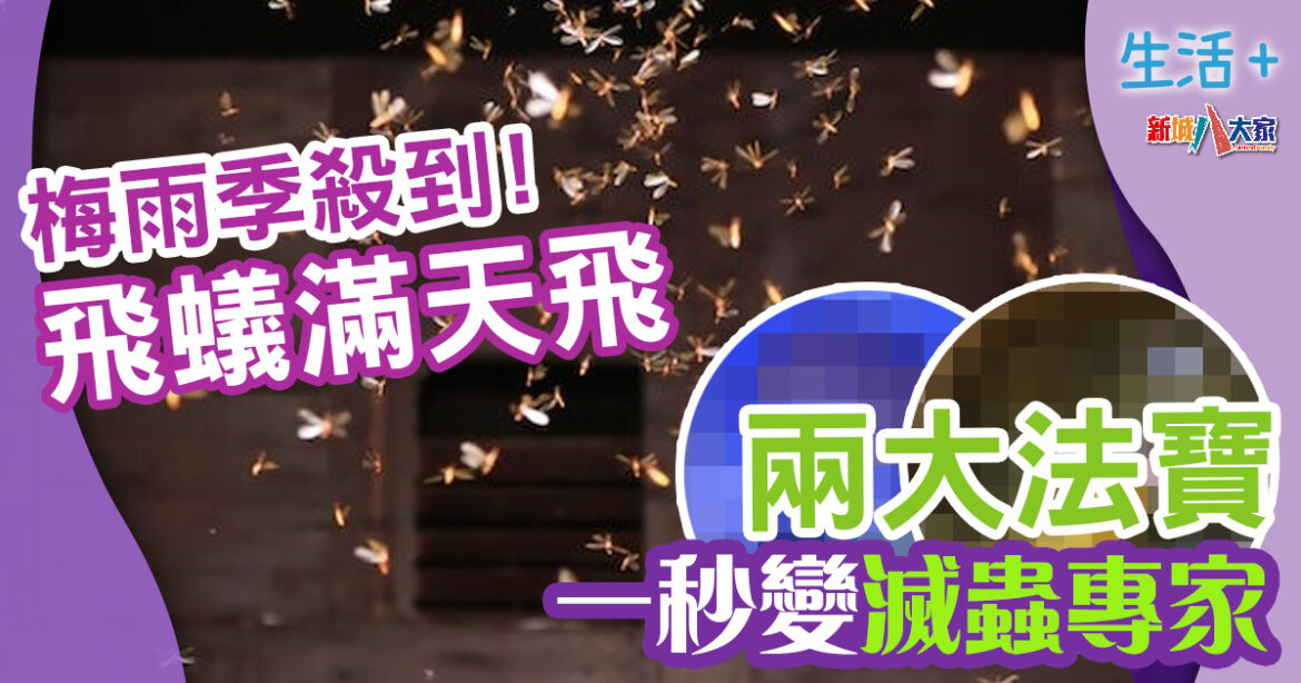 蛇蟲鼠蟻｜梅雨季殺到！飛蟻滿天飛　兩大法寶一秒變滅蟲專家