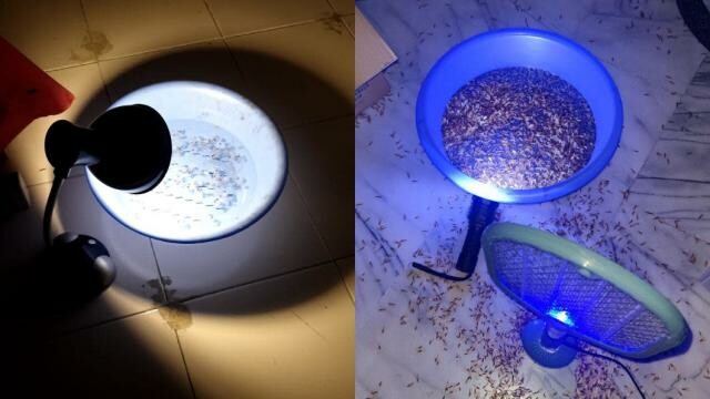 生活-家居-蛇蟲鼠蟻-飛蟻-滅蟲貼士