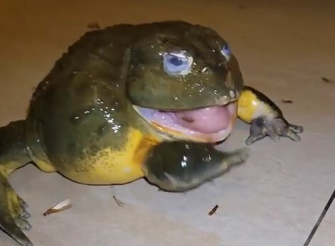 生活-家居-蛇蟲鼠蟻-飛蟻-滅蟲貼士