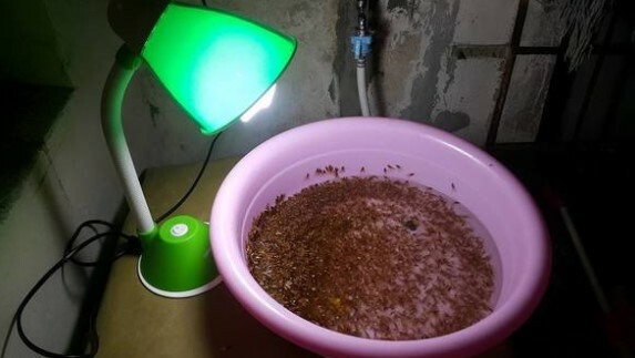 生活-家居-蛇蟲鼠蟻-飛蟻-滅蟲貼士