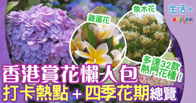 香港賞花-魚木花-繡球花
