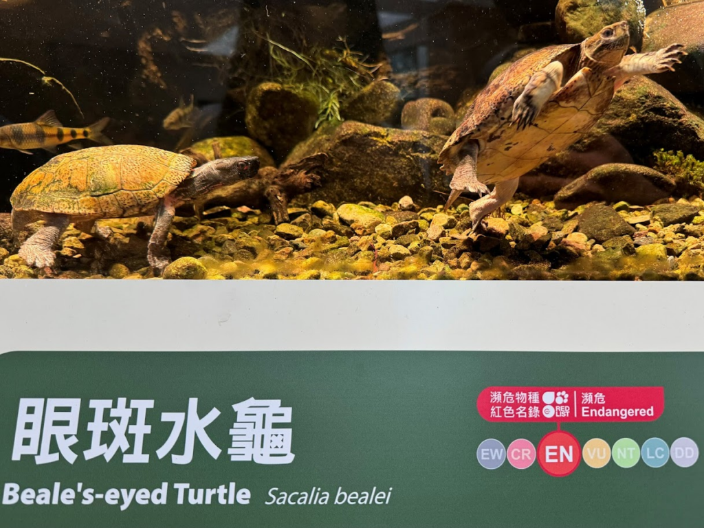 生活-動物保育-好去處-海洋公園-受威脅物種