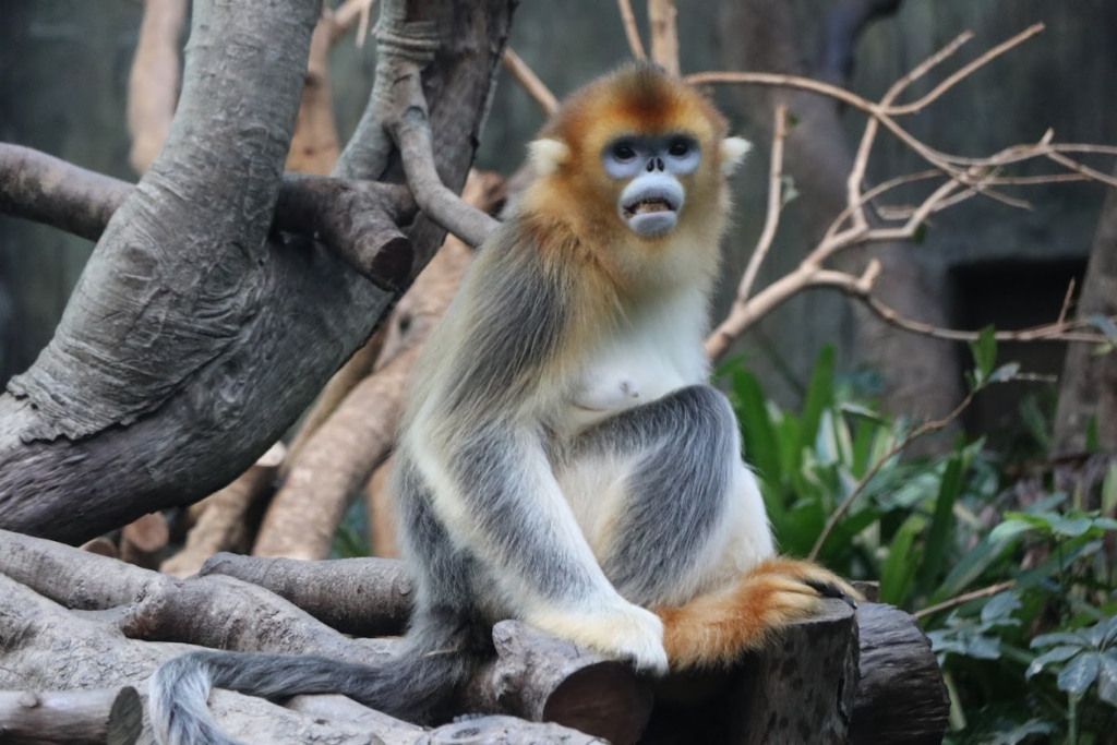 生活-動物保育-好去處-海洋公園-受威脅物種