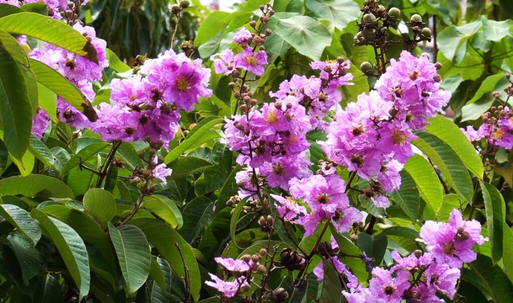 香港賞花-魚木花-繡球花