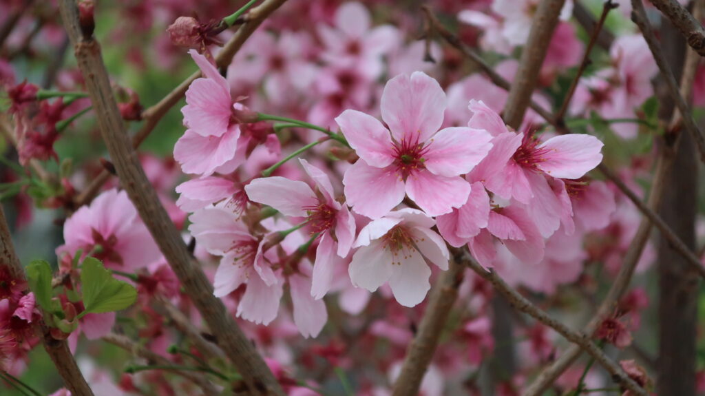 香港賞花-魚木花-繡球花