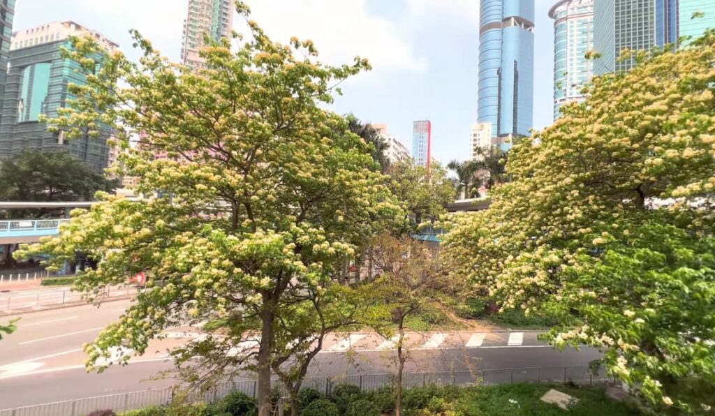 香港賞花-魚木花-繡球花