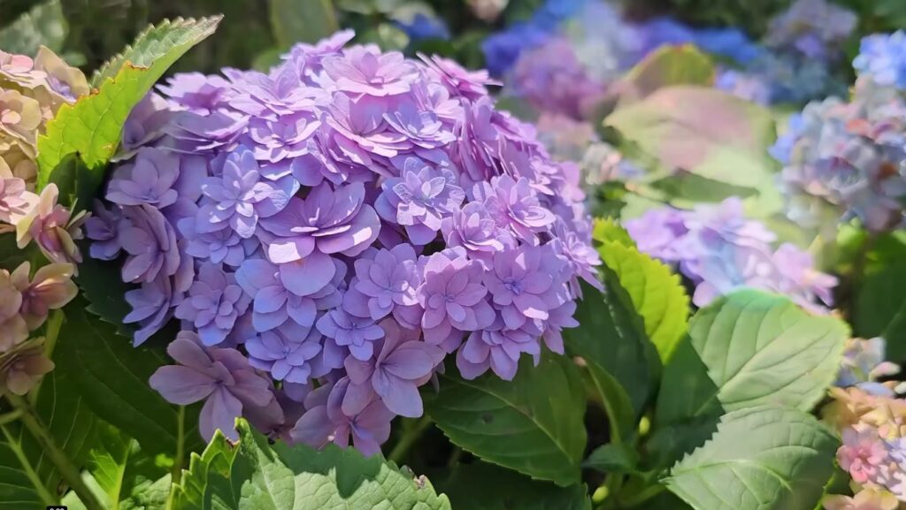 香港賞花-魚木花-繡球花
