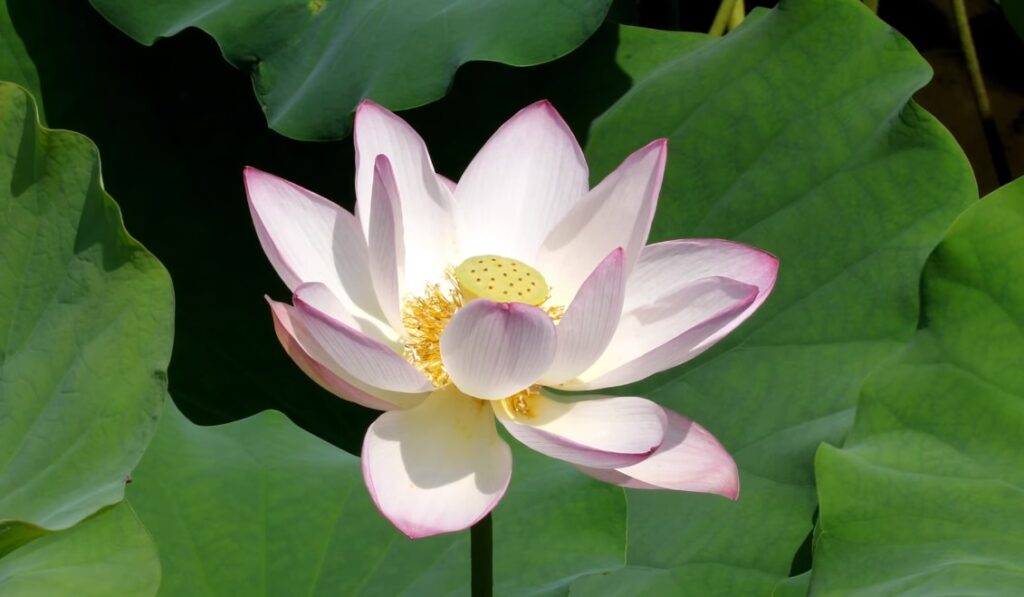 香港賞花-魚木花-繡球花