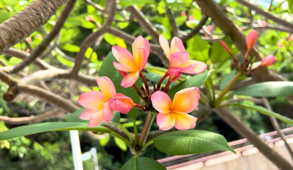 香港賞花-魚木花-繡球花