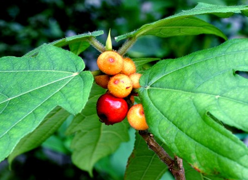 健康-疾病資訊-食物中毒-中藥材-五指毛桃-斷腸草
