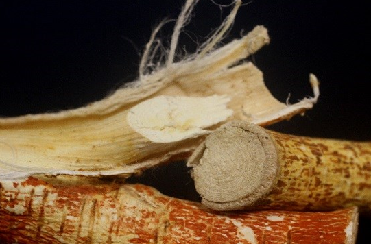 健康-疾病資訊-食物中毒-中藥材-五指毛桃-斷腸草