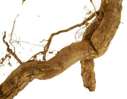 健康-疾病資訊-食物中毒-中藥材-五指毛桃-斷腸草