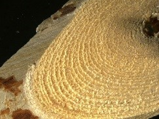 健康-疾病資訊-食物中毒-中藥材-五指毛桃-斷腸草