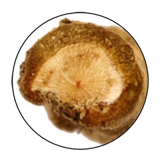 健康-疾病資訊-食物中毒-中藥材-五指毛桃-斷腸草