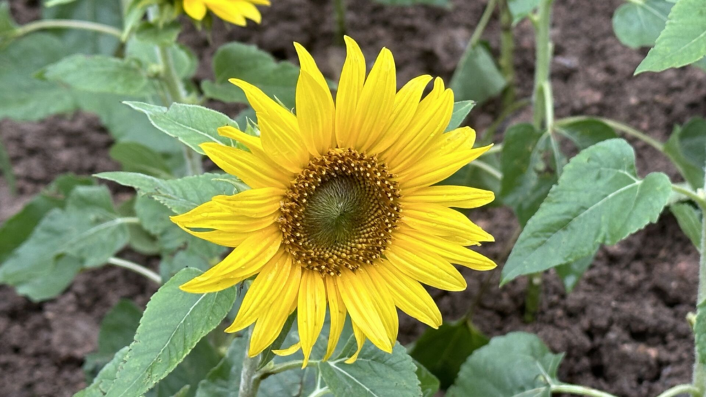 生活-好去處-將軍澳-單車館公園-賞花