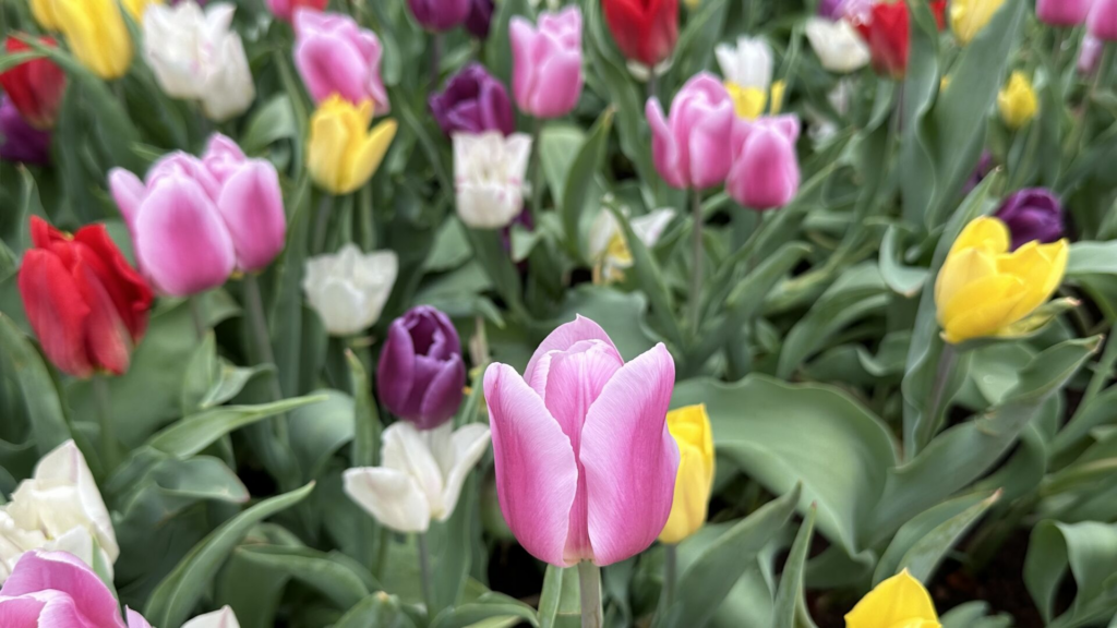 生活-好去處-將軍澳-單車館公園-賞花