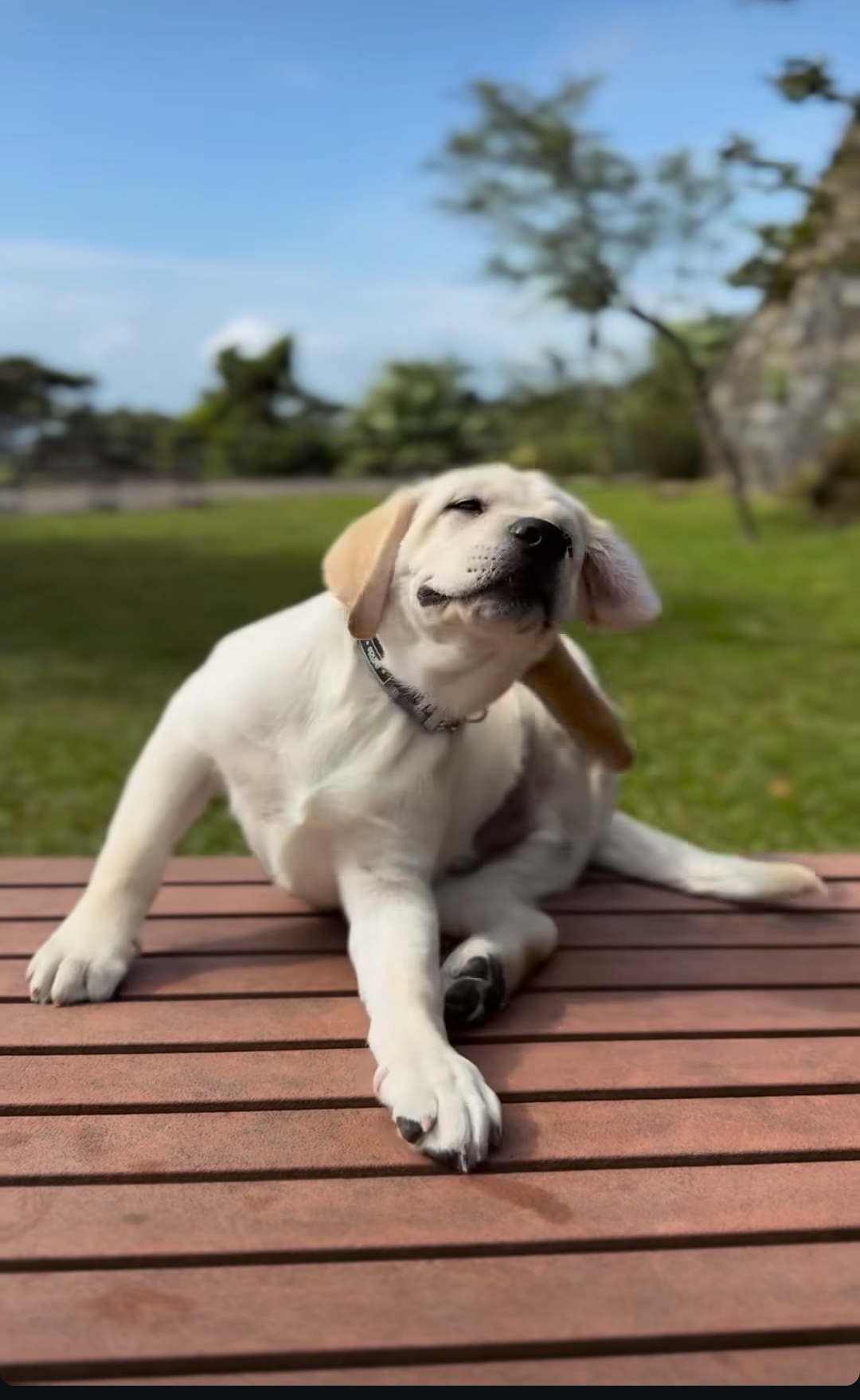 劉嘉玲-梁朝偉-毛孩爸媽-拉布拉多犬