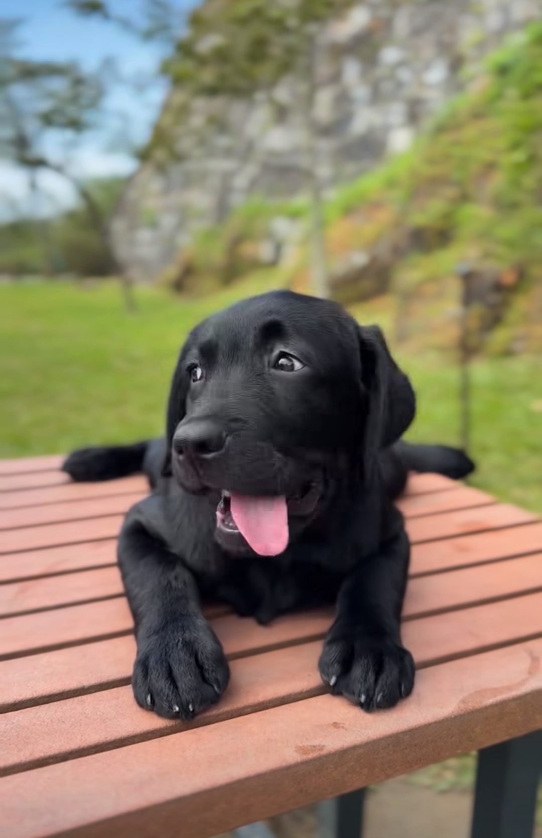 劉嘉玲-梁朝偉-毛孩爸媽-拉布拉多犬