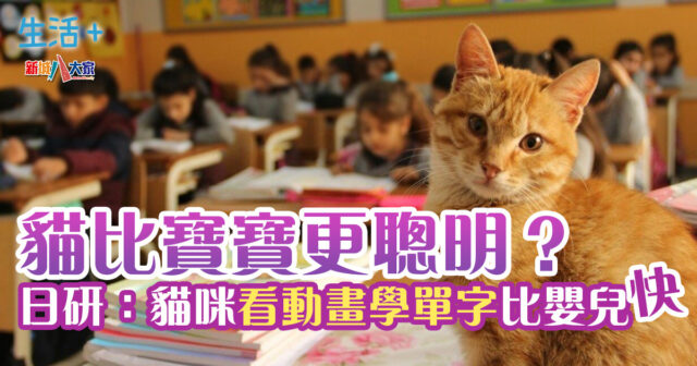 貓比寶寶更聰明?日研:貓咪看動畫學單字比嬰兒快 生活-寵物-研究-貓-嬰兒-聰明
