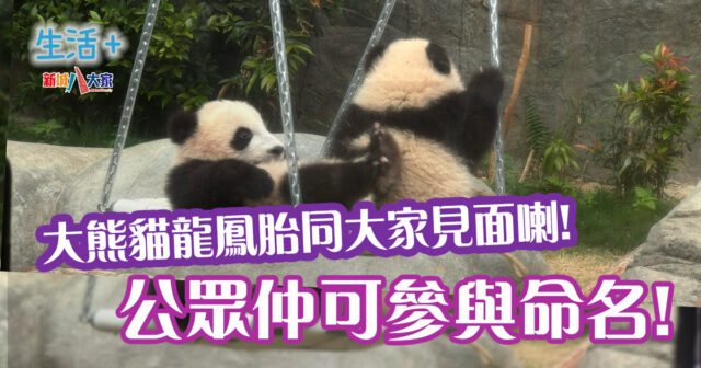大熊貓龍鳳胎亮相 公眾可參與命名 20250215_panda2