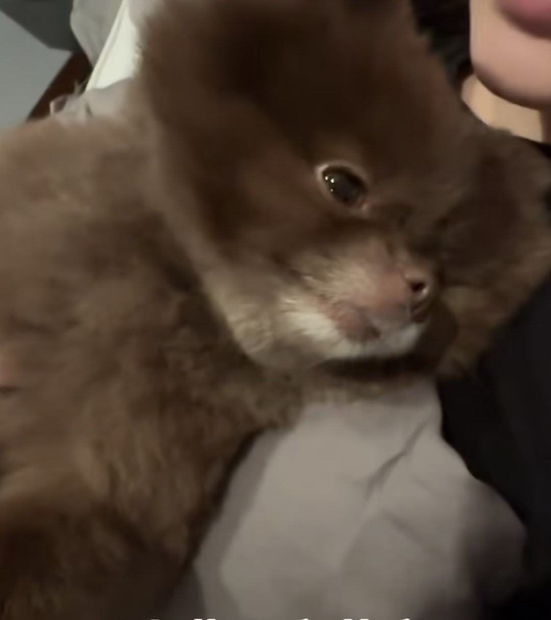 娛樂-阿嬌-遊大阪-北京豪宅