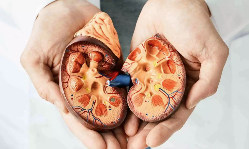 健康-好健康靠肝腎-肝腎健康-腎病-多囊腎病