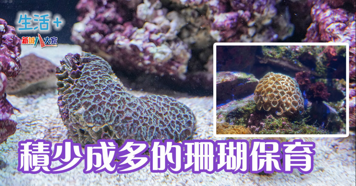 海洋公園｜積少成多的珊瑚保育