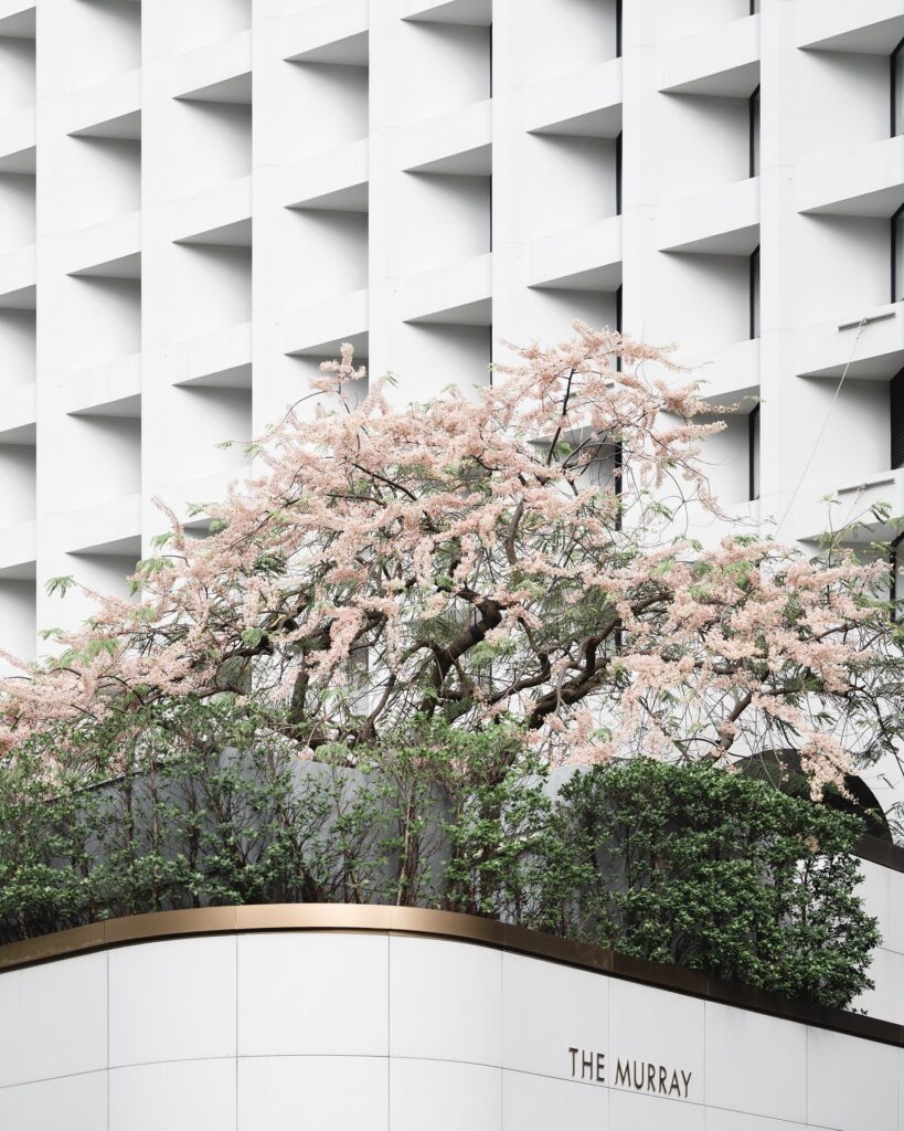 賞花-好去處-黃金海岸5